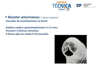  Necator americanus: ( climas tropicais) 
Causador da ancilostomíase no Brasil 
Adultos medem aproximadamente 5 a 11 mm; 
Possuem 2 lâminas cortantes; 
A fêmea põe em média 9 mil ovos/dia. 
 