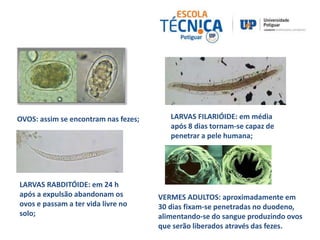 OVOS: assim se encontram nas fezes; 
LARVAS RABDITÓIDE: em 24 h 
após a expulsão abandonam os 
ovos e passam a ter vida livre no 
solo; 
LARVAS FILARIÓIDE: em média 
após 8 dias tornam-se capaz de 
penetrar a pele humana; 
VERMES ADULTOS: aproximadamente em 
30 dias fixam-se penetradas no duodeno, 
alimentando-se do sangue produzindo ovos 
que serão liberados através das fezes. 
 