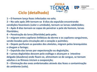 Ciclo (detalhado) 
1 – O homem lança fezes infectadas no solo; 
2 – No solo após 24h tornam-se 8 dias da expulsão encontrando 
condições favoráveis (calor e umidade), tornam-se larvas rabditóides; 
3 – Após 8 dias tornam-se capaz de penetrar a pele do homem, larvas 
filarióides; 
4 – Penetração da larva (filarióide) pela pele; 
5 – migram entre capilares linfáticos da derme e os capilares sanguíneos, 
sendo levadas pela circulação até o coração e pulmões; 
6 – Depois perfuram as paredes dos alvéolos, migram pelos bronquíolos 
e chegam a faringe; 
7 – Expulsão das larvas por expectoração ou deglutição; 
8 – Larvas deglutidas descem pelo esôfago e alcançam o intestino 
delgado (duodeno) onde fixam-se, alimentam-se de sangue, se tornam 
adultas e as fêmeas iniciam a ovoposição; 
9 – Eliminação dos ovos embrionados através das fezes e contaminação 
do ambiente (solo). 
 