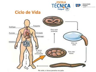 Ciclo de Vida 
 