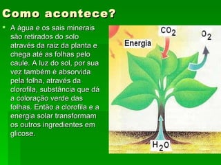 Como acontece?   A água e os sais minerais são retirados do solo através da raiz da planta e chega até as folhas pelo caule. A luz do sol, por sua vez também é absorvida pela folha, através da clorofila, substância que dá a coloração verde das folhas. Então a clorofila e a energia solar transformam os outros ingredientes em glicose.  