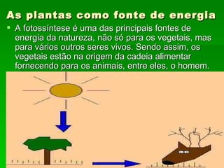 As plantas como fonte de energia   A fotossíntese é uma das principais fontes de energia da natureza, não só para os vegetais, mas para vários outros seres vivos. Sendo assim, os vegetais estão na origem da cadeia alimentar fornecendo para os animais, entre eles, o homem.  