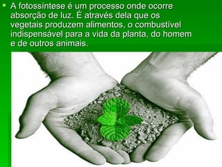A fotossíntese é um processo onde ocorre absorção de luz. É através dela que os vegetais produzem alimentos, o combustível indispensável para a vida da planta, do homem e de outros animais. 