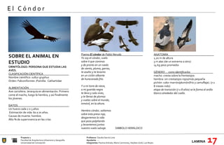 Proyecto 1 Profesora:  Claudia García Lima Facultad de Arquitectura Urbanismo y Geografía Ayudante : --- Universidad de Concepción Integrantes:  Paulina Arévalo, María Carimoney, Hayleen Grell, Luis Reyes. LAMINA   17 E l  C ó n d o r SOBRE EL ANIMAL EN ESTUDIO  ORNITÓLOGO: PERSONA QUE ESTUDIA LAS AVES.  CLASIFICACIÓN CIENTÍFICA__________________ Nombre científico: vultur gryphus  Orden: Falconiformes  /Familia:  Cathartidae ALIMENTACIÓN____________________________ Ave carroñera. Jerarquía en alimentación. Primero come el macho, luego la hembra, y así finalmente los jóvenes. DATOS____________________________________ Un huevo cada 2 o 3 años  Estimación de vida: 60 a 70 años. Causas de muerte: hombre.  Alto % de supervivencia en las crías  Poema  El cóndor  de Pablo Neruda_______________ Yo soy el cóndor, vuelo  sobre ti que caminas  y de pronto en un ruedo  de viento, pluma, garras,  te asalto y te levanto  en un ciclón silbante  de huracanado frío. Y a mi torre de nieve, a mi guarida negra te llevo y sola vives, y te llenas de plumas y vuelas sobre el mundo, inmóvil, en la altura. Hembra cóndor, saltemos  sobre esta presa roja,  desgarremos la vida  que pasa palpitando  y levantemos juntos  nuestro vuelo salvaje.   SIMBOLO HERÁLDICO ANATOMÍA________________________________ 1,20 m de altura 3 m alas (de un extremo a otro) 14 kg peso promedio GÉNERO …  como identificarlos ________________ macho: cresta sobre la frente/ojos hembra: sin cresta/ojos rojos/más pequeña  pichón: color marrón/plumón(frío y camuflaje). (7 u 8 meses nido) etapa de transición (7 u 8 años) se le forma el anillo blanco alrededor del cuello.  