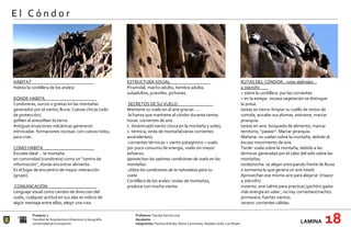 Proyecto 1 Profesora:  Claudia García Lima Facultad de Arquitectura Urbanismo y Geografía Ayudante : --- Universidad de Concepción Integrantes:  Paulina Arévalo, María Carimoney, Hayleen Grell, Luis Reyes. LAMINA   18 E l  C ó n d o r RUTAS DEL CÓNDOR… rutas definidas … a 70km/hr____ + sobre la cordillera: por las corrientes + en la estepa:  escasa vegetación se distingue  la presa. tareas en tierra: limpiar su cuello de restos de comida, acicalar sus plumas, estirarse, marcar jerarquía. tareas en aire: búsqueda de alimento, marcar territorio, “pasear”. Marcar jerarquía. Mañana: no vuelan sobre la montaña, debido al escaso movimiento de aire.  Tarde: vuela sobre la montaña, debido a las térmicas generadas por el calor del solo sobre las montañas. tarde/noche: se alejan anticipando frente de lluvia o tormenta lo que genera un aire hóstil. Aprovechan ese mismo aire para alejarse  (mayor a 70km/hr) invierno: aire calmo para practicar,(pichón) gasta más energía en volar , no hay corrientes(macho). primavera: fuertes vientos. verano: corrientes cálidas. HÁBITAT____________________________ Habita la cordillera de los andes/ DONDE HABITA_______________________ Condoreras, surcos o grietas en las montañas generados por el viento, lluvia. Cuevas chicas (solo de protección). 90%en el aire10%en la tierra. Antiguas erupciones volcánicas generaron intrincadas  formaciones rocosas: con cuevas nidos, para criar. COMO HABITA_______________________ Escuela ideal … la montaña en comunidad (condorera) como un “centro de información”, donde encontrar alimento. Es el lugar de encuentro de mayor interacción (grupo).  COMUNICACIÓN______________________ Lenguaje visual como cambio de dirección del vuelo, cualquier actitud en sus alas es indicio de algún mensaje entre ellos, elegir una ruta.  ESTRUCTURA SOCIAL__________________ Piramidal, macho adulto, hembra adulta, subadultos, juveniles, pichones.   SECRETOS DE SU VUELO________________ Mantiene su vuelo en el aire gracias ….  la fuerza que mantiene al cóndor durante tantas horas: corrientes de aire c. dinámica(el viento choca en la montaña y sube), c. térmica, onda de montaña(varias corrientes ascendentes). -corrientes térmicas + viento patagónico = vuelo por poco consumo de energía, vuelo sin mayor esfuerzo. aprovechan las optimas condiciones de vuelo en las montañas.   utiliza las condiciones de la naturaleza para su vuelo.  Cordillera de los andes: ondas de montañas, produce con mucho viento.  
