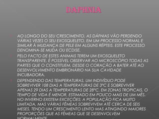  AO LONGO DO SEU CRESCIMENTO, AS DÁFNIAS VÃO PERDENDO 
VÁRIAS VEZES O SEU EXOSQUELETO, EM UM PROCESSO NORMAL E 
SIMILAR À MUDANÇA DE PELE EM ALGUNS RÉPTEIS. ESTE PROCESSO 
DENOMINA-SE MUDA OU ECDISE. 
 PELO FACTO DE ESTES ANIMAIS TEREM UM EXOSQUELETO 
TRANSPARENTE, É POSSÍVEL OBSERVAR AO MICROSCÓPIO TODAS AS 
PARTES QUE O CONSTITUEM, DESDE O CORAÇÃO A BATER ATÉ AO 
DESENVOLVIMENTO EMBRIONÁRIO NA SUA CAVIDADE 
INCUBADORA. 
 DEPENDENDO DAS TEMPERATURAS, UM INDIVÍDUO PODE 
SOBREVIVER 108 DIAS A TEMPERATURAS DE 3ºC E SOBREVIVER 
APENAS 29 DIAS A TEMPERATURAS DE 28°C. EM ZONAS TROPICAIS, O 
TEMPO DE VIDA É MENOR, ESTIMADO EM POUCO MAIS DE UM MÊS. 
NO INVERNO EXISTEM EXCEÇÕES; A POPULAÇÃO FICA MUITO 
LIMITADA, MAS VÁRIAS FÊMEAS SOBREVIVEM ATÉ CERCA DE SEIS 
MESES, TENDO UM CRESCIMENTO LENTO MAS ATINGINDO MAIORES 
PROPORÇÕES QUE AS FÊMEAS QUE SE DESENVOLVEM 
NORMALMENTE. 
 