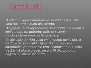 As dáfnias reproduzem-se de duas formas distintas, 
uma sexuada e outra assexuada. 
Ao processo de reprodução assexuada, isto é sem a 
intervenção de gâmetas (células sexuais) 
machos chamamos partenogénese. 
O seu ciclo de vida varia entre, cerca de 40 dias a 
25 ºC, e 56 dias a 20ºC. Quando mantida em 
laboratório, esta espécie tem, normalmente, juvenis 
de 2 em 2 dias e precisa de 6 a 10 dias para dar 
origem à primeira ninhada. 
 