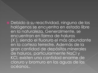 Debido a su reactividad, ninguno de los halógenos se encuentra en estado libre en la naturaleza. Generalmente, se encuentran en forma de haluros (X¯), siendo el fluoruro el más abundante en la corteza terrestre. Además de la gran cantidad de depósitos minerales de haluros, particularmente NaCl y KCl, existen una cantidad enorme de cloruro y bromuro en las aguas de los océanos..