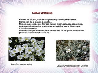 Grupo de ordenes corolianos primero corregido | PDF