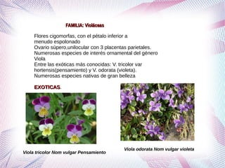 Grupo de ordenes corolianos primero corregido | PDF