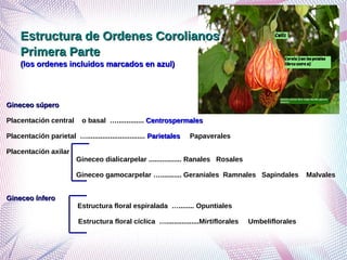 Grupo de ordenes corolianos primero corregido | PDF