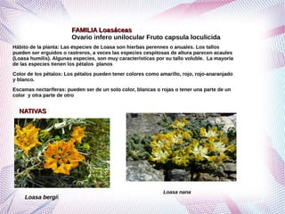 Grupo de ordenes corolianos primero corregido | PDF