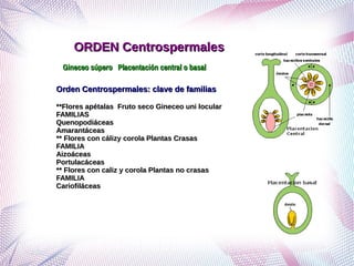 Grupo de ordenes corolianos primero corregido | PDF