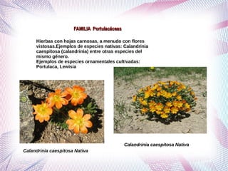 Grupo de ordenes corolianos primero corregido | PDF