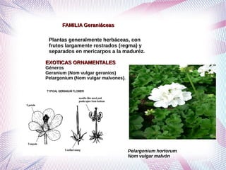 Grupo de ordenes corolianos segundo corregido | PDF