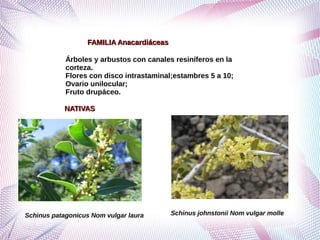 Grupo de ordenes corolianos segundo corregido | PDF
