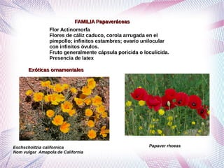 Grupo de ordenes corolianos segundo corregido | PDF