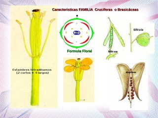Grupo de ordenes corolianos segundo corregido | PDF