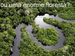 uma grande árvore...