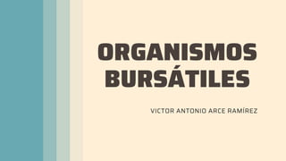 ORGANISMOS
BURSÁTILES
VICTOR ANTONIO ARCE RAMÍREZ
 