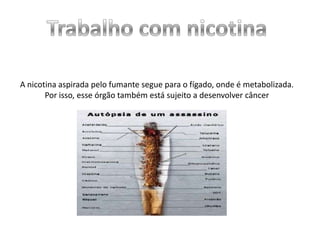 A nicotina aspirada pelo fumante segue para o fígado, onde é metabolizada.
Por isso, esse órgão também está sujeito a desenvolver câncer

 