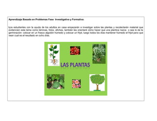 Aprendizaje Basado en Problemas Fase Investigativa y Formativa: 
Los estudiantes con la ayuda de los adultos en casa empezarán a investigar sobre las plantas y recolectarán material que 
evidencien este tema como láminas, fotos, afiches, también les orientaré cómo hacer que una plantica nazca o sea lo de la 
germinación: colocar en un frasco algodón húmedo y colocar un frijol, luego todos los días mantener húmedo el frijol para que 
vean cual es el resultado en ocho días. 
 