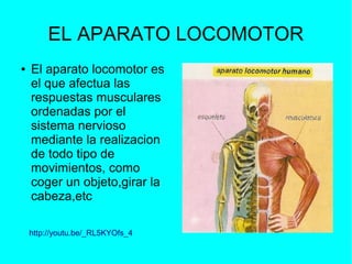 EL APARATO LOCOMOTOR
●

El aparato locomotor es
el que afectua las
respuestas musculares
ordenadas por el
sistema nervioso
mediante la realizacion
de todo tipo de
movimientos, como
coger un objeto,girar la
cabeza,etc
http://youtu.be/_RL5KYOfs_4

 