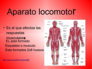 Aparato locomotor
●

Es el que efectúa las
respuestas
musculares

EL esta formado
Esqueleto o musculo
Esta formados 2o6 huesos
http://youtu.be/Smzmy4vp8jA

 