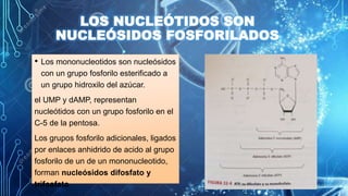 GRUPO N°12 - TEMA 32-Nucleótidos del libro Bioquímica de Jawetz.pptx