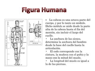• La cabeza es una octava parte del 
cuerpo, y por lo tanto un módulo. 
Dicho módulo se mide desde la parte 
alta de la cabeza hasta el fin del 
mentón, sin incluir el largo del 
cuello. 
• La anchura de las sienes, 
determina la anchura del hombro 
desde la base del cuello hasta la 
articulación. 
• El codo corresponde con la 
cintura, la muñeca con el pubis y la 
mano con la mitad del muslo. 
• La longitud del muslo es igual a 
la de las piernas. 
 