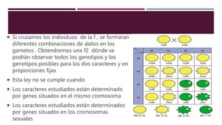  Si cruzamos los individuos de la f , se formaran
diferentes combinaciones de alelos en los
gametos . Obtendremos una f2 dónde se
podrán observar todos los genotipos y los
genotipos posibles para los dos caracteres y en
proporciones fijas
 Esta ley no se cumple cuando
 Los caracteres estudiados están determinado
por genes situados en el mismo cromosoma
 Los caracteres estudiados están determinados
por genes situados en los cromosomas
sexuales
 