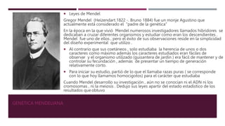 GENÉTICA MENDELIANA
 Leyes de Mendel
Gregor Mendel (Heizendart.1822 -. Bruno 1884) fue un monje Agustino que
actualmente está considerado el “padre de la genética”
En la época en la que vivió Mendel numerosos investigadores llamados hibridores se
dedicaban a cruzar diferentes organismos y estudiar como eran los descendientes .
Mendel fue uno de ellos , pero el éxito de sus observaciones reside en la simplicidad
del diseño experimental que utilizo .
 Al contrario que sus coetáneos , solo estudiaba la herencia de unos o dos
caracteres como máximo además los caracteres estudiados eran fáciles de
observar y el organismo utilizado (guisantera de jardín ) era fácil de mantener y de
controlar su fecundación , además de presentar un tiempo de generación
relativamente corto.
 Para iniciar su estudio, partió de lo que el llamaba razas puras ( se corresponde
con lo que hoy llamamos homocigotos) para el carácter que estudiaba
Cuando Mendel desarrollo su investigación , aún no se conocían ni el ADN ni los
cromosomas , ni la meiosis . Dedujo sus leyes apartir del estado estadístico de los
resultados que obtuvo
 