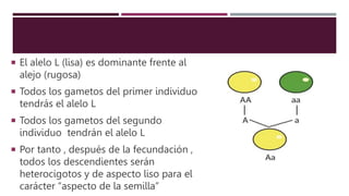  El alelo L (lisa) es dominante frente al
alejo (rugosa)
 Todos los gametos del primer individuo
tendrás el alelo L
 Todos los gametos del segundo
individuo tendrán el alelo L
 Por tanto , después de la fecundación ,
todos los descendientes serán
heterocigotos y de aspecto liso para el
carácter “aspecto de la semilla”
 