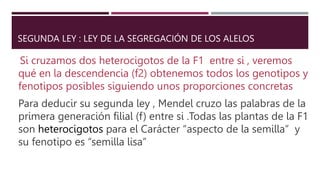 SEGUNDA LEY : LEY DE LA SEGREGACIÓN DE LOS ALELOS
Si cruzamos dos heterocigotos de la F1 entre si , veremos
qué en la descendencia (f2) obtenemos todos los genotipos y
fenotipos posibles siguiendo unos proporciones concretas
Para deducir su segunda ley , Mendel cruzo las palabras de la
primera generación filial (f) entre si .Todas las plantas de la F1
son heterocigotos para el Carácter “aspecto de la semilla” y
su fenotipo es “semilla lisa”
 