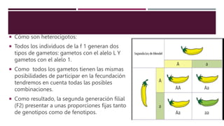  Cómo son heterocigotos:
 Todos los individuos de la f 1 generan dos
tipos de gametos: gametos con el alelo L Y
gametos con el alelo 1.
 Como todos los gametos tienen las mismas
posibilidades de participar en la fecundación
tendremos en cuenta todas las posibles
combinaciones.
 Como resultado, la segunda generación filial
(F2) presentar a unas proporciones fijas tanto
de genotipos como de fenotipos.
 