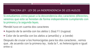 TERCERA LEY : LEY DE LA INDEPENDENCIA DE LOS ALELOS
Sí estudiamos cómo pasan a la descendencia dos caracteres diferentes,
veremos que esto se heredan de forma independiente cumpliendo con
la primera y la segunda leyes.
Mendel tuvo en cuenta dos caracteres
 Aspecto de la semilla con los alelos L (lisa) Y l (rugosa)
 Color de la semilla con los alelos a (amarillo) y a (verde)
Después de cruzar a los homocigotas para los dos caracteres , vemos
que , de acuerdo con la primera ley , toda la f , es heterocigoto e igual
entre si
 