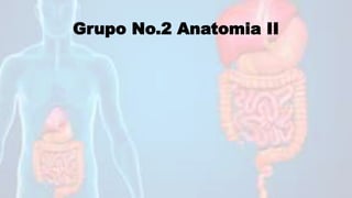 Grupo No.2 Anatomia II
 