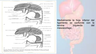 Medialmente la hoja inferior del
ligamento se confunde con la
lamina izquierda del
mesoesofago,.
 