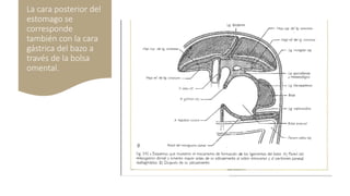 La cara posterior del
estomago se
corresponde
también con la cara
gástrica del bazo a
través de la bolsa
omental.
 