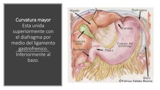Curvatura mayor
Esta unida
superiormente con
el diafragma por
medio del ligamento
gastrofrenico.
Inferiormente al
bazo.
 