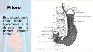 Píloro
Esta situado en la
línea media o
ligeramente a la
derecha de la
primera vertebra
lumbar.
 