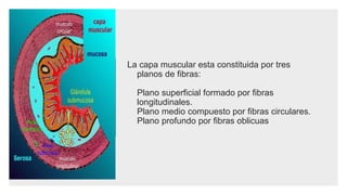 La capa muscular esta constituida por tres
planos de fibras:
Plano superficial formado por fibras
longitudinales.
Plano medio compuesto por fibras circulares.
Plano profundo por fibras oblicuas
 