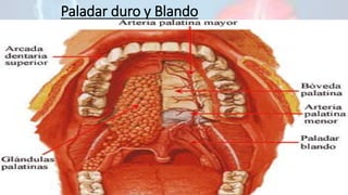 Paladar duro y Blando
 