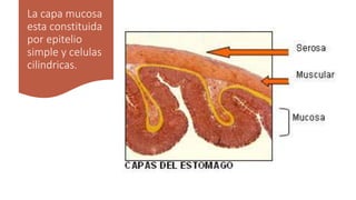 La capa mucosa
esta constituida
por epitelio
simple y celulas
cilindricas.
 