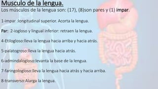 Musculo de la lengua.
Los músculos de la lengua son: (17), (8)son pares y (1) impar.
1-impar :longitudinal superior. Acorta la lengua.
Par: 2-iogloso y lingual inferior: retraen la lengua.
4-Etilogloso:lleva la lengua hacia arriba y hacia atrás.
5-palatogroso:lleva la lengua hacia atrás.
6-admindalogloso:levanta la base de la lengua.
7-faringologloso:lleva la lengua hacia atrás y hacia arriba.
8-transverso:Alarga la lengua.
 