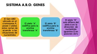SISTEMA A,B,O: GENES
El Gen ABO
ubicado en el
cromosoma 9,
posee 3 alelos
estos varían de
acuerdo a las
situaciones de
nucleótidos
El alelo ‘A’
codifica para la
enzima
transferasa ‘A’
El alelo ‘B’
codifica para la
enzima
transferasa ‘B’
El alelo ‘O’
solo difiere del
alelo A en la
dirección de
nucleótido
(guanina G en
posición 261)
 