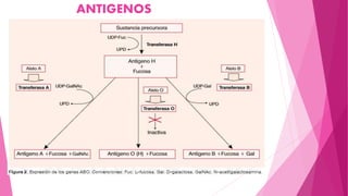 ANTIGENOS
 