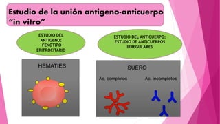 Estudio de la unión antígeno-anticuerpo
“in vitro”
ESTUDIO DEL
ANTIGENO:
FENOTIPO
ERITROCITARIO
ESTUDIO DEL ANTICUERPO:
ESTUDIO DE ANTICUERPOS
IRREGULARES
 
