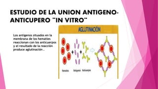 ESTUDIO DE LA UNION ANTIGENO-
ANTICUPERO ¨IN VITRO¨
Los antígenos situados en la
membrana de los hematíes
reaccionan con los anticuerpos
y el resultado de la reacción
produce aglutinación .
 