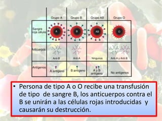 Persona de tipo A o O recibe una transfusión de tipo  de sangre B, los anticuerpos contra el B se unirán a las células rojas introducidas  y causarán su destrucción.